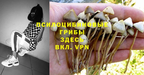 PSILOCYBIN Новокубанск
